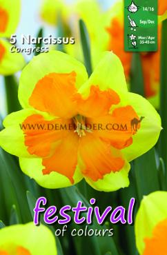 Festival Autumn Narcissus Narcissus Congress 12/+ (x8x5)