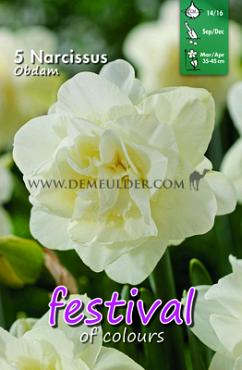 Festival Autumn Narcissus Narcissus Obdam 12/+ (x8x5)