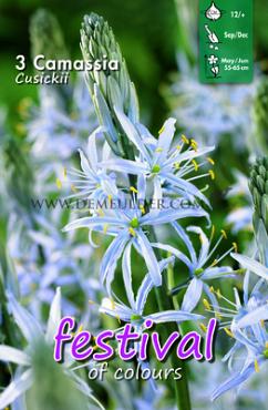 Festival Autumn Camassia Camassia Cusickii 12/+ (x12x3)