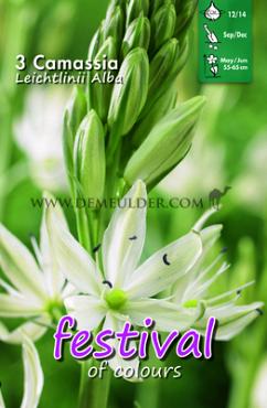 Festival Autumn Camassia Camassia Leichtlinii Alba 12/+ (x12x3)