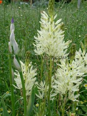 Camassia Leichtlinii Alba 14/+ (x 50)