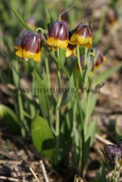 Fritillaria Michailovskyi 5/+ (x250)