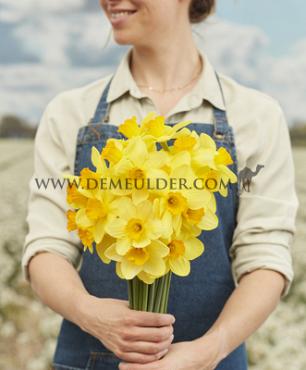 Narcisses Bright Jewel Large cupped 14/16 (x250)