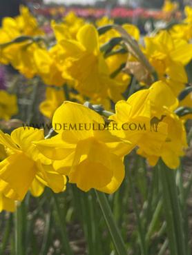 Narcisses Quail Jonquilla And Apodanthus Z12/14 (x250)