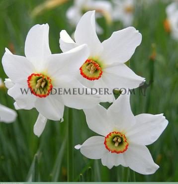 Narcisses Recurvus Poeticus Z14/16 (x250)