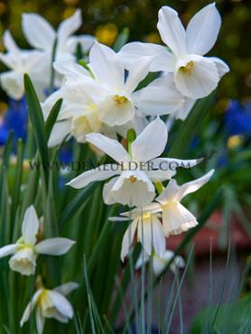Narcissus Thalia Z12/14 (x 250)