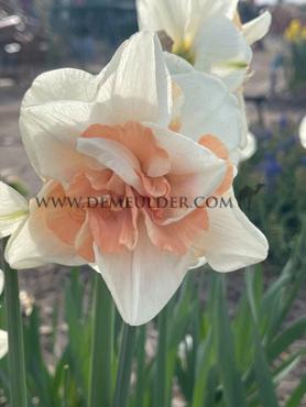 Narcissus Delnashaugh, Collar Group, 14/16 (x250)