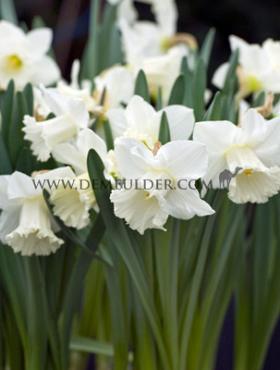 Narcissus Mount Hood 14/16 (x 250)