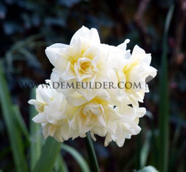 Narcissus Erlicheer Z15/17 (x 250)
