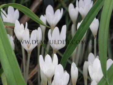 Colchicum Album Autumnale 13/+ (x 25)