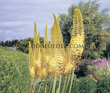 Eremurus Moneymaker I (x 10)