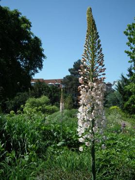 Eremurus Robustus I (10x)