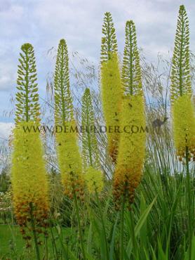 Eremurus Stenophyllus, I (10x)