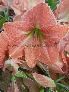 Amaryllis Terra Cotta Star 30/32 (x 10)