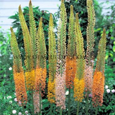 Eremurus Ruiter Mix I (x 10)