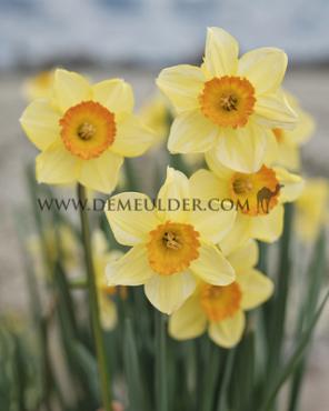 Narcisses Loveday Large cupped 14/16 (x250)