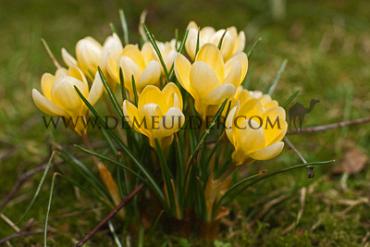 Crocus Romance 5/+ (x250)