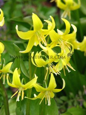 Erythronium Pagoda I (x25)