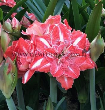 Amaryllis Sunshine Nymph 30/32 (x10)