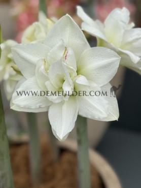 Amaryllis Akiko 30/32 (x10)