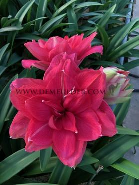 Amaryllis Candy Nymp 30/32 (x 10)