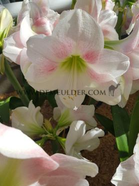 Amaryllis Rosy star 28/30 (x10)