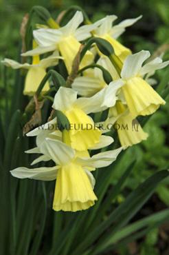 Narcissus Lemon Drops Z12/14 (x250)
