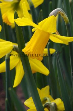Narcissus February Gold Z12/14 (x 250)