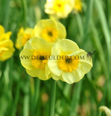 Narcissus Sun Disc Z10/12 (x250)