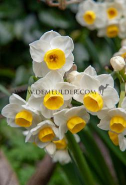 Narcissus Avalanche Z15/17 (x 250)
