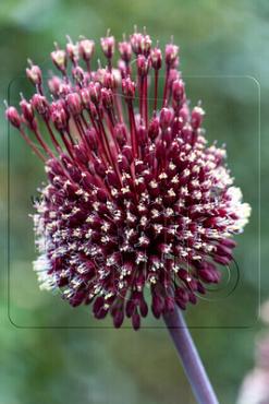 Allium Forelock 14/+ (x 25)