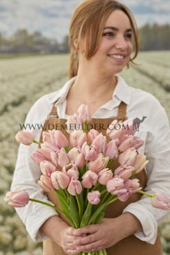 Tulipa Apricot Pride 12/+ (x250)