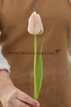 Tulipa Apricot Pride 12/+ (x250)