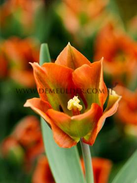 Tulipa Artist 12/+ (x250)