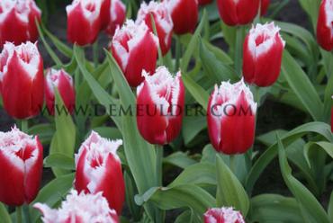 Tulipa Canasta 12/+ (x250)