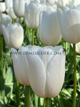 Tulipa Clearwater 12/+ (x250)