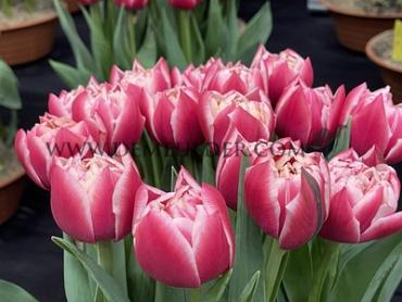 Tulipa Columbus 12/+ (x250)