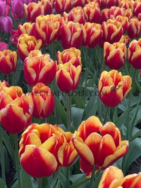 Tulipa Dow Jones 12/+ (x250)