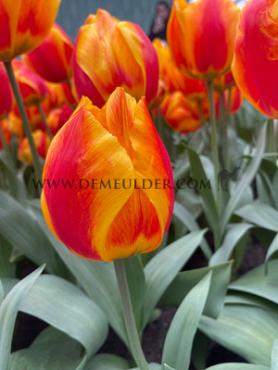 Tulipa Flair 12/+ (x250)