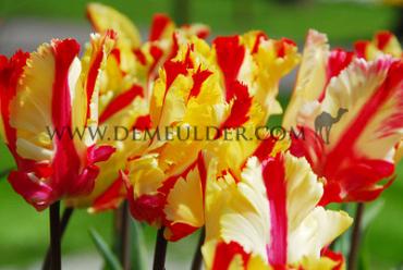 Tulipa Flaming Parrot 12/+ (x250)