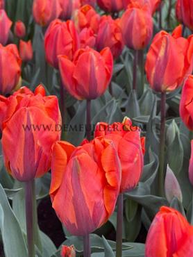 Tulipa Hermitage 12/+ (x250)