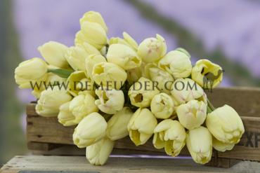 Tulipa Ivory Floradale 12/+ (x250)