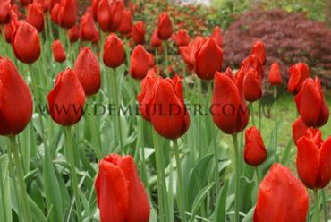 Tulipa Kingsblood 12/+ (x250)