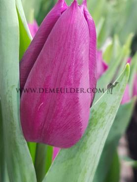 Tulipa Laptop 12/+ (x250)