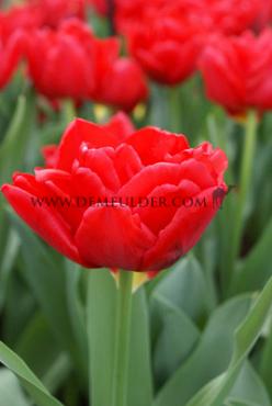 Tulipa Largo 12/+ (x250)