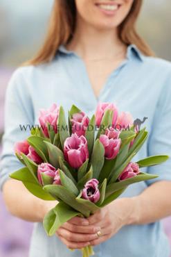 Tulipa Louvre 12/+ (x 250)