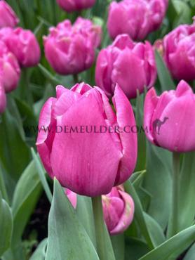Tulipa Margarita 12/+ (x250)