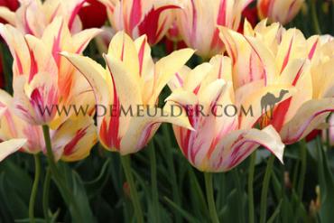 Tulipa Marilyn 12/+ (x250)