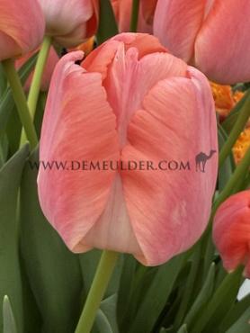 Tulipa Orange Pride 12/+ (x250)