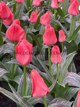 Tulipa Oratorio 12/+ (x250)